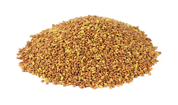 Alfalfa Seed - Hedge Lucerne Seeds - Medicago sativa