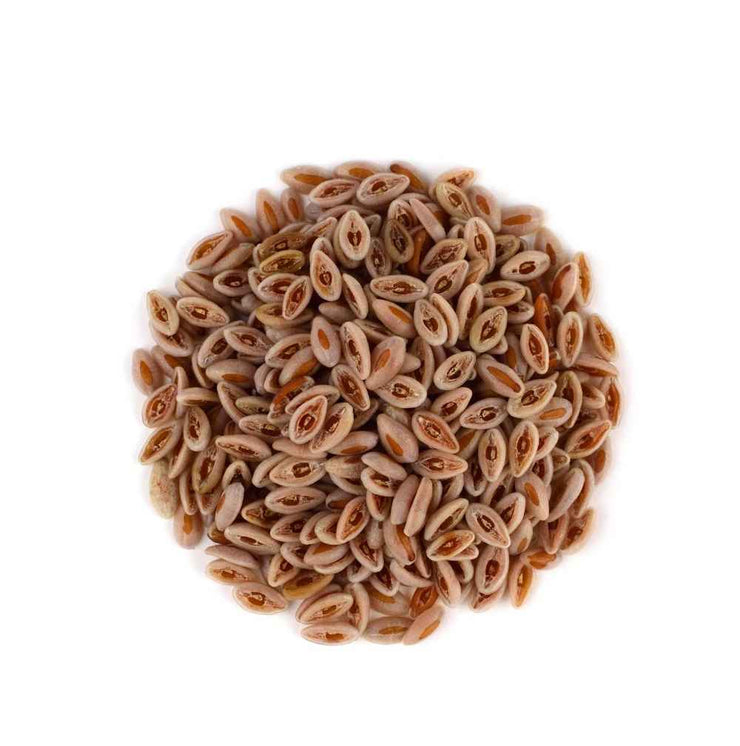 Edible Isabgol Seeds - Psyllium Seeds - Isab Gol Beej - Plantago ovata