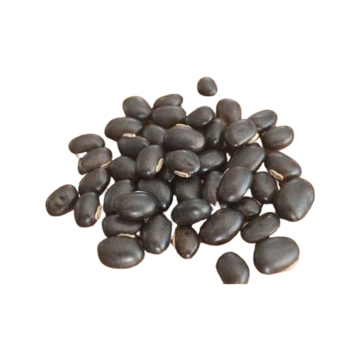 Kaunch Seeds Black - Kauch Beej Kala - Konch - Mucuna Pruriens Black - Cowhage