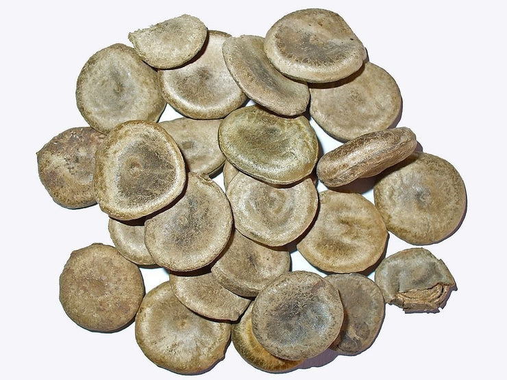 Kuchla Beej - Nux Vomica Seeds