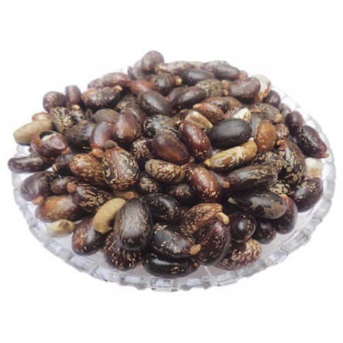 Lal Arandi Beej - Red Castor Seeds - Erand Seeds - Ricinus communis
