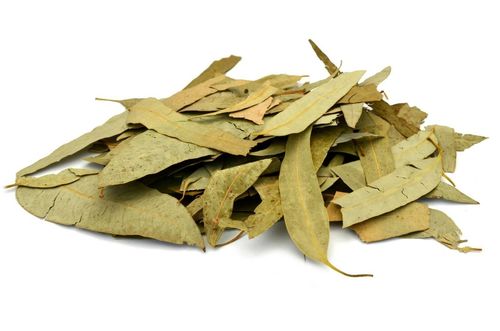 Nilgiri Patta - Eucalyptus Leaves