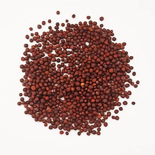 Shalgam Beej - Shaljam Seeds - Turnip Seeds - Brassica rapa Linn