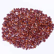Subabul Seeds - Safed Babool Beej - Babul Beej - Leucaena leucocephala