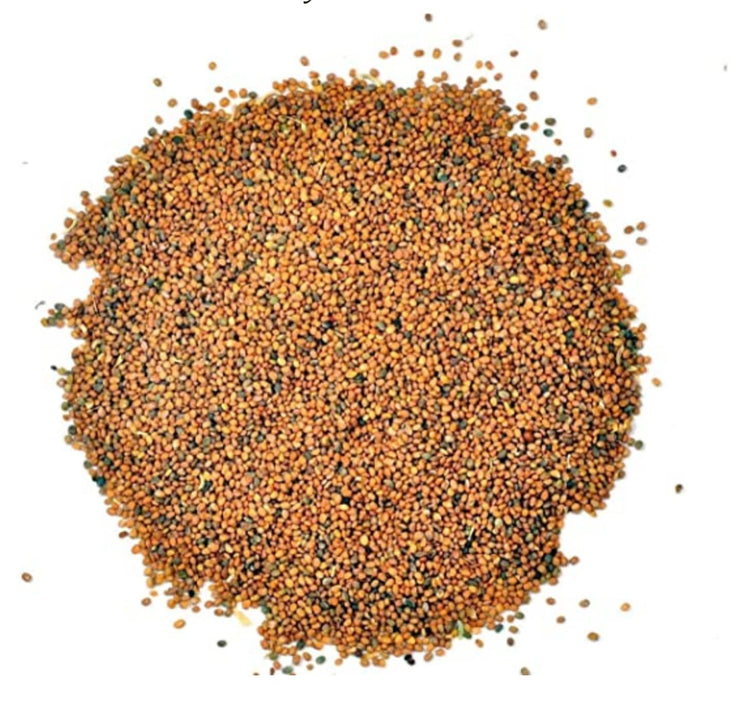 Taramira Beej - Taramira Seeds - Arugula Seed