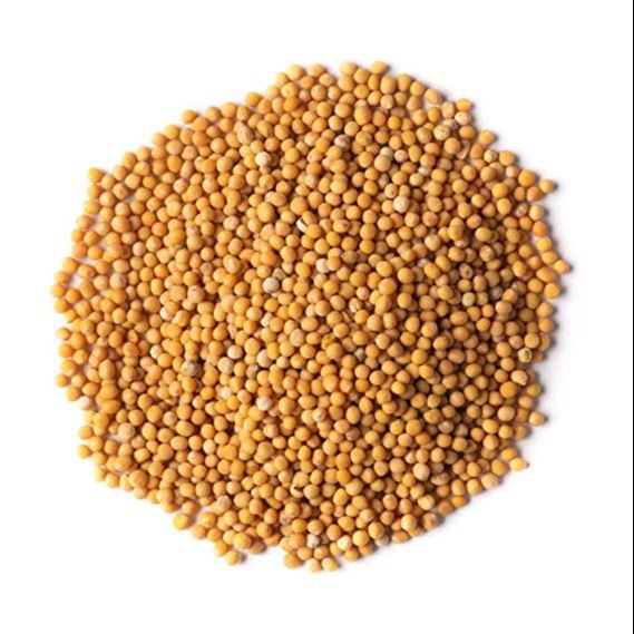 Yellow Mustard Seeds - Sarso Pili Beej - Peeli Sarson Beej